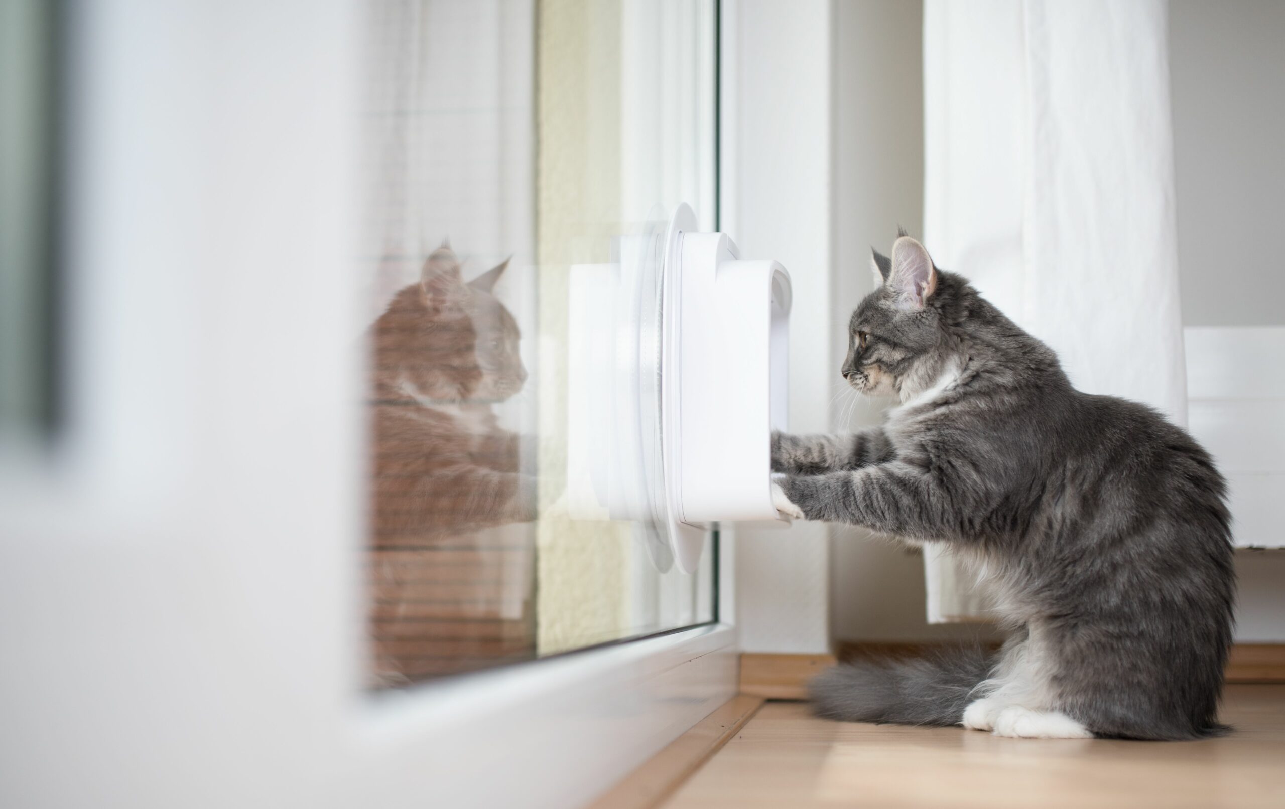 Comment choisir une Chatière pour chat ?