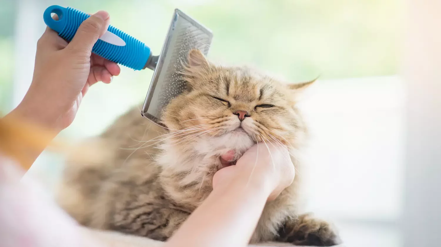 Comment choisir une brosse à chat ?