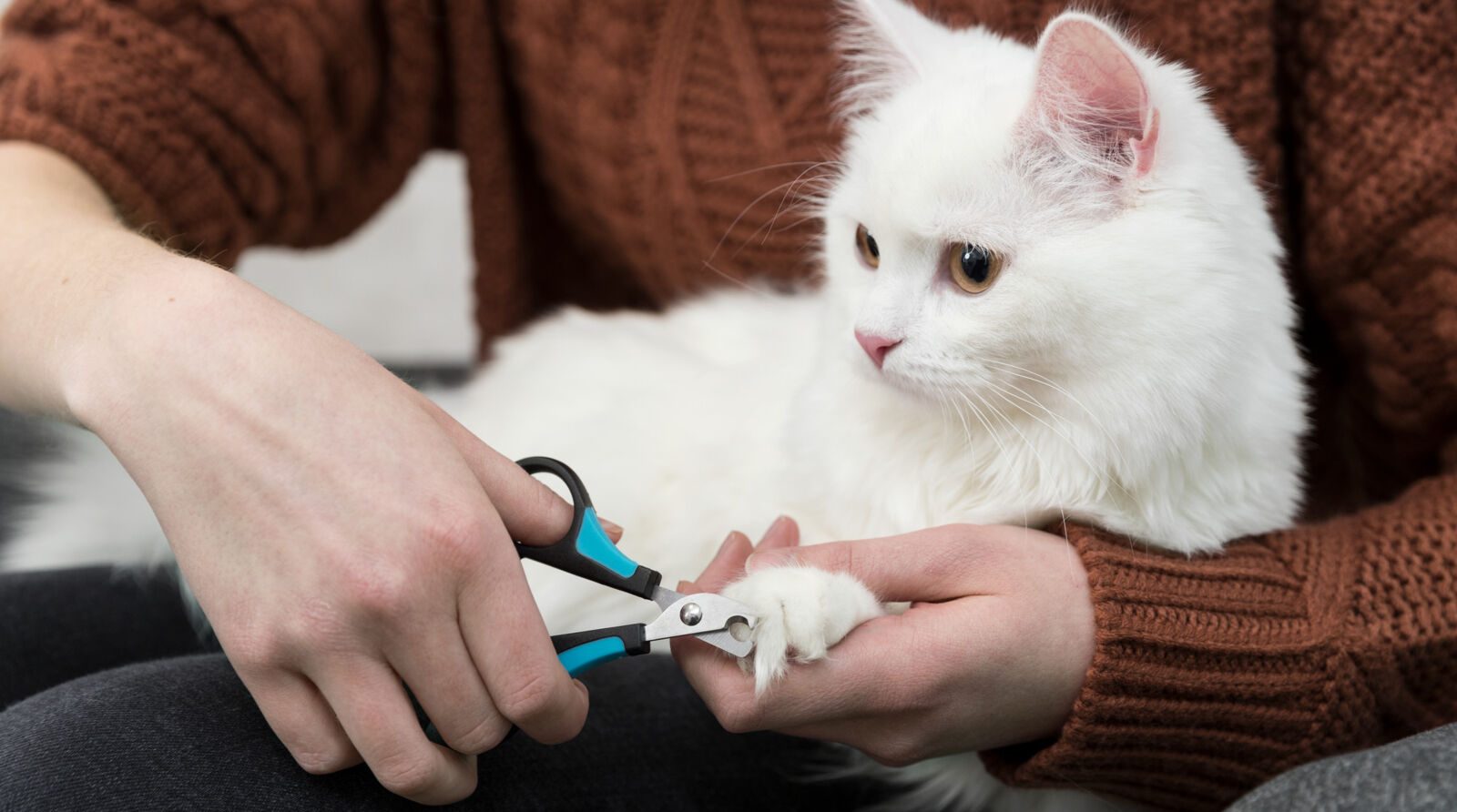 Comment couper les griffes de son chat ?