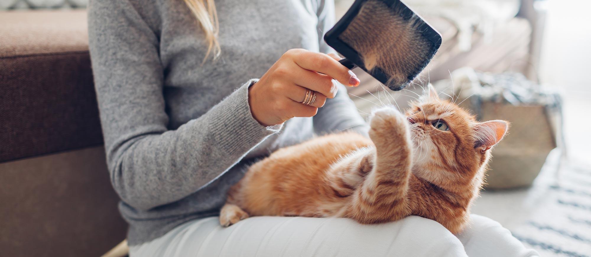 Comment utiliser la brosse à chat ?