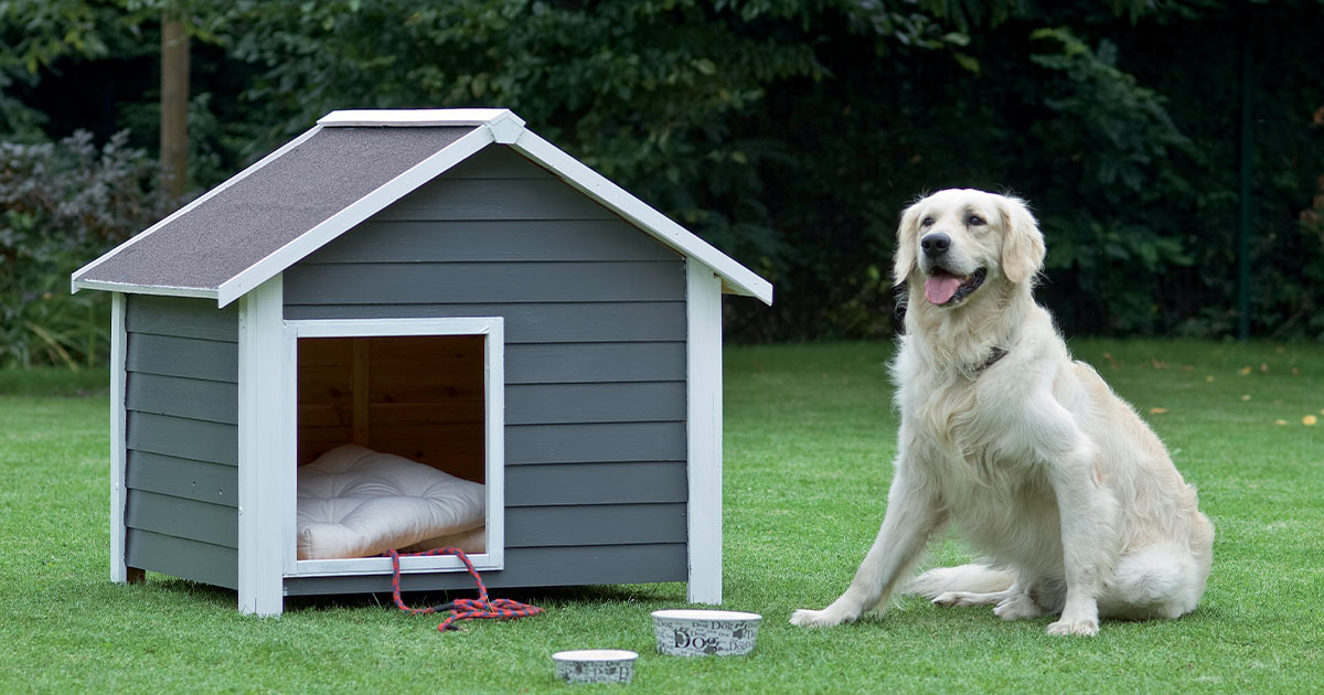 Comment apprendre à son chien à aller dans sa niche?