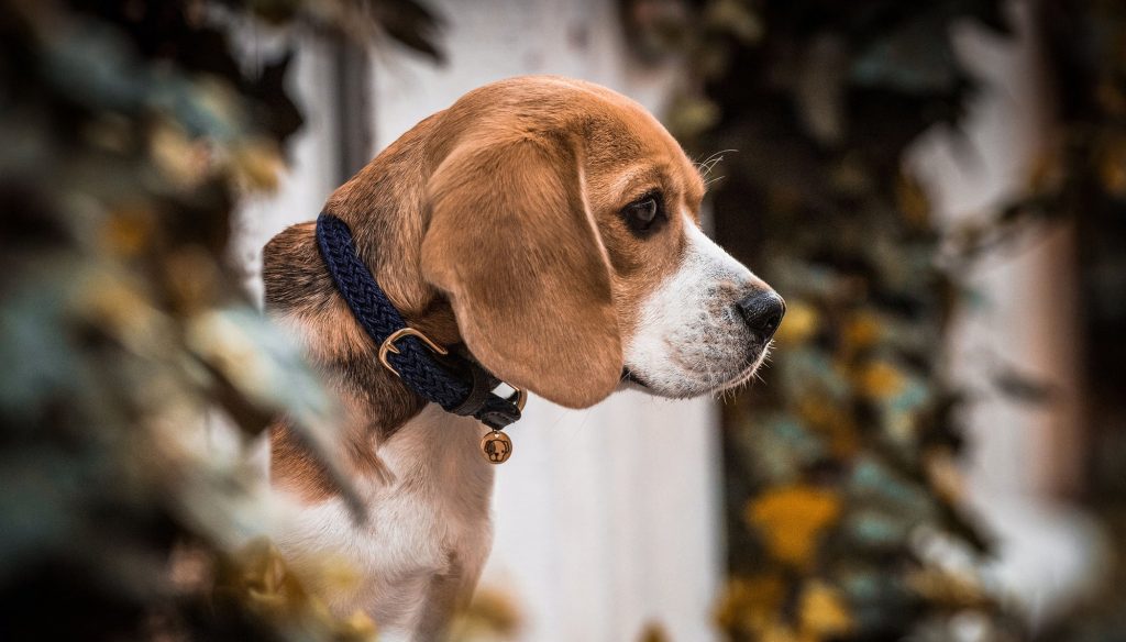 Comment choisir un collier pour chien ?