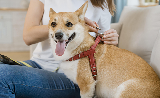 Comment choisir un harnais pour chien ?