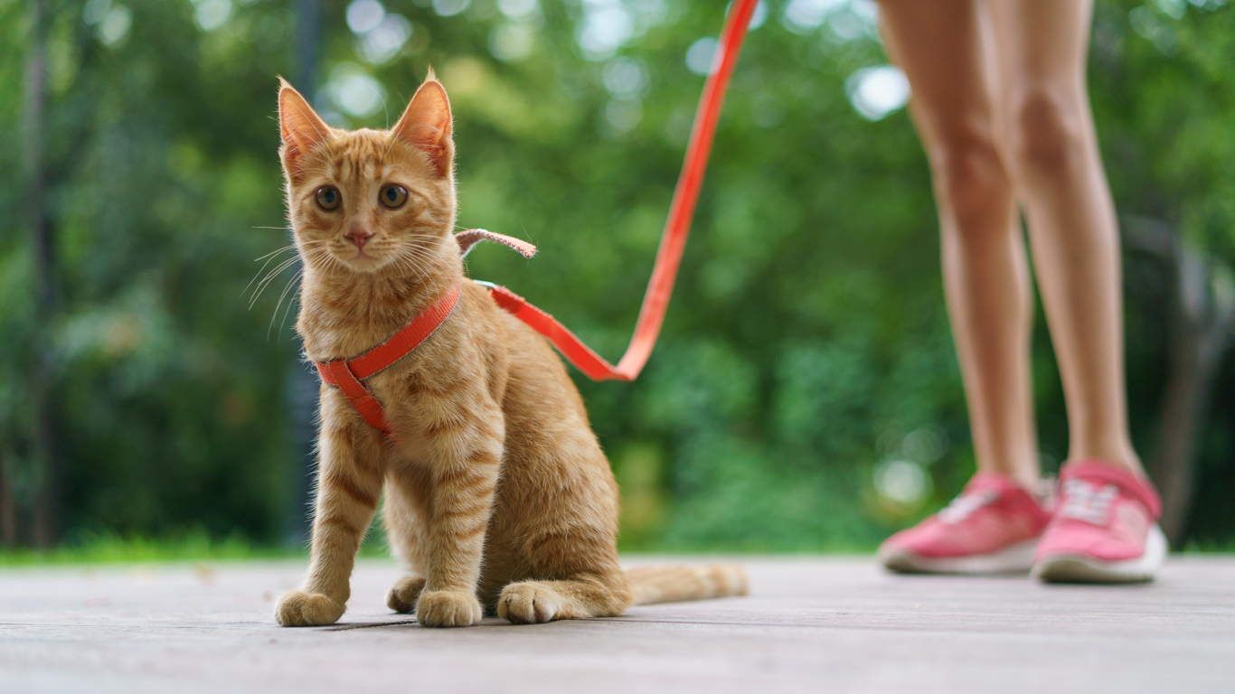 Comment choisir une laisse pour chat ?