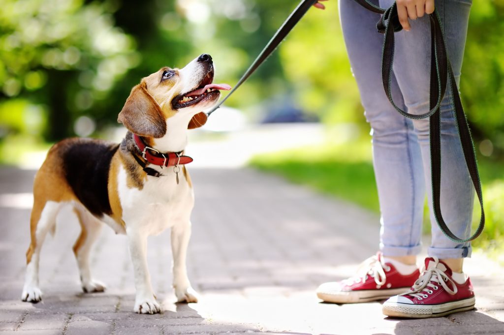 Comment choisir une laisse pour chien ?