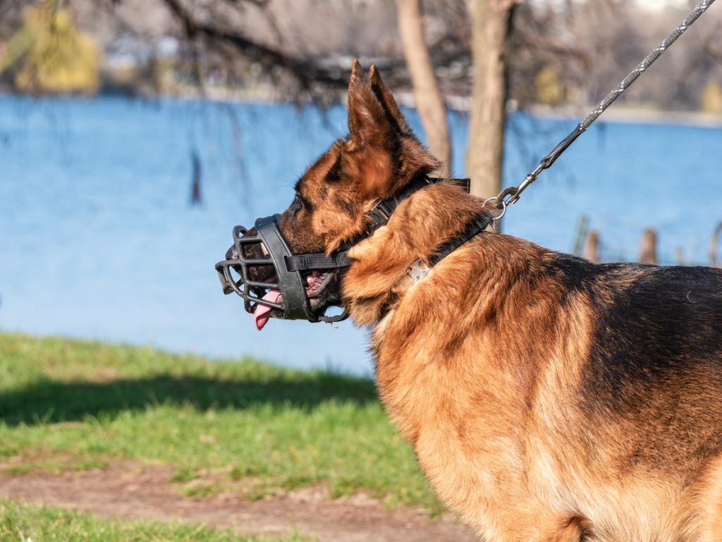 Comment choisir une muselière pour chien ?