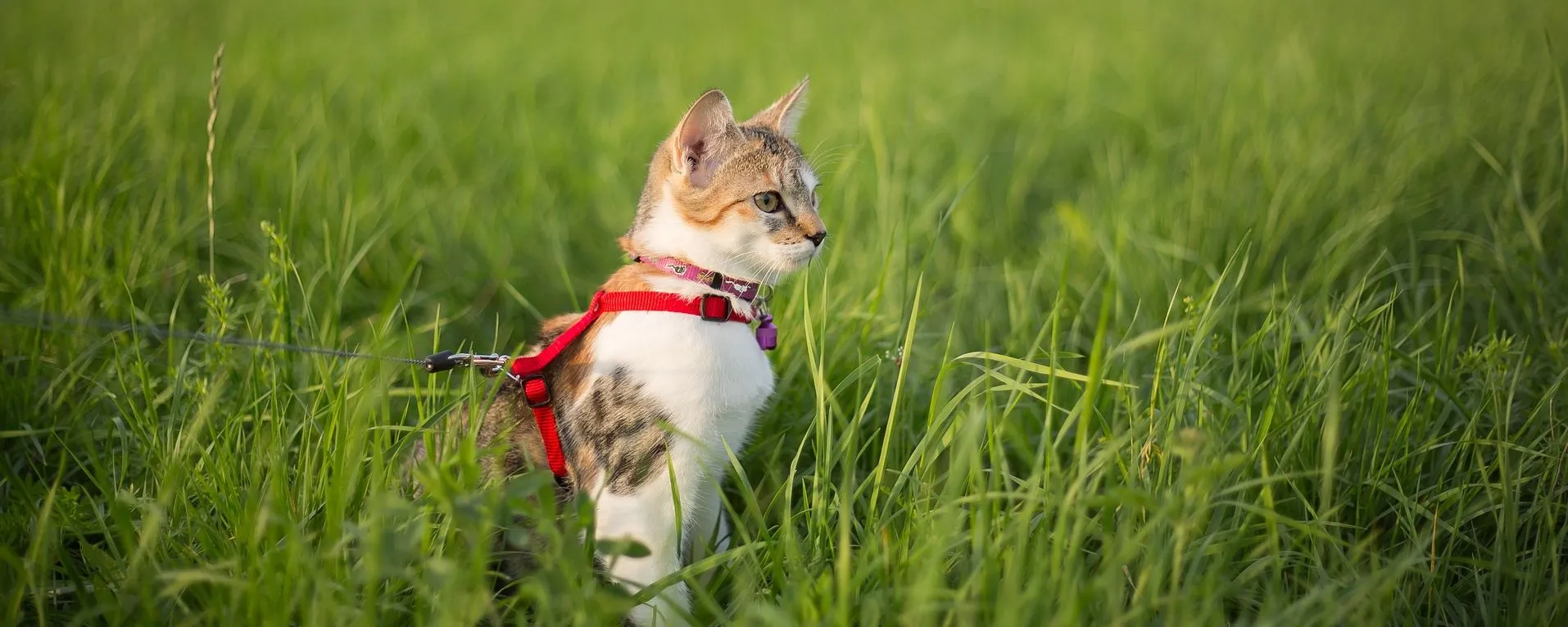 Comment habituer son félin à utiliser une laisse pour chat ?