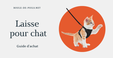 laisse chat boule-de-poil