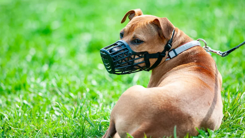 Pourquoi acheter une muselière pour chien ?