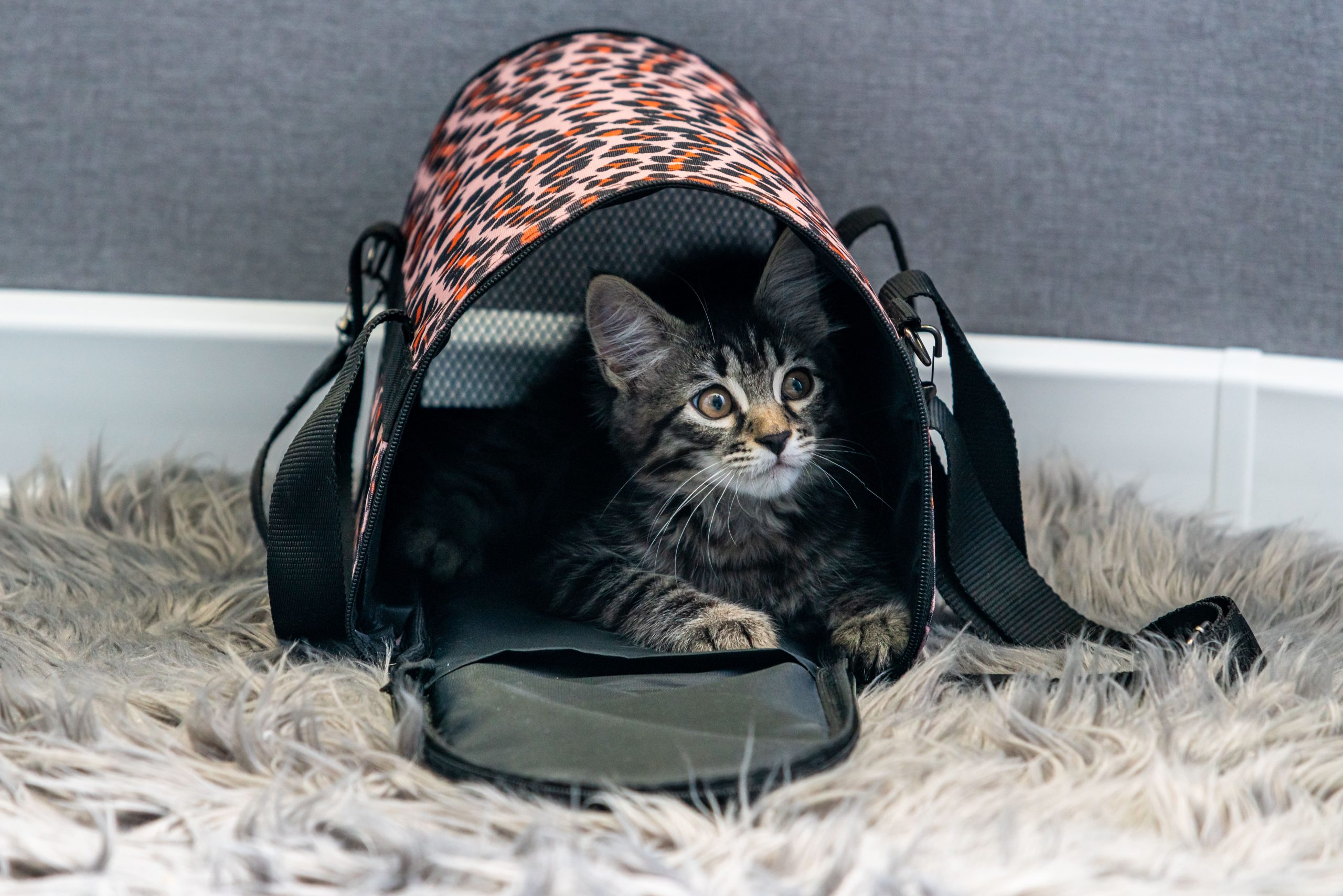 Sac de transport pour chat guide achat