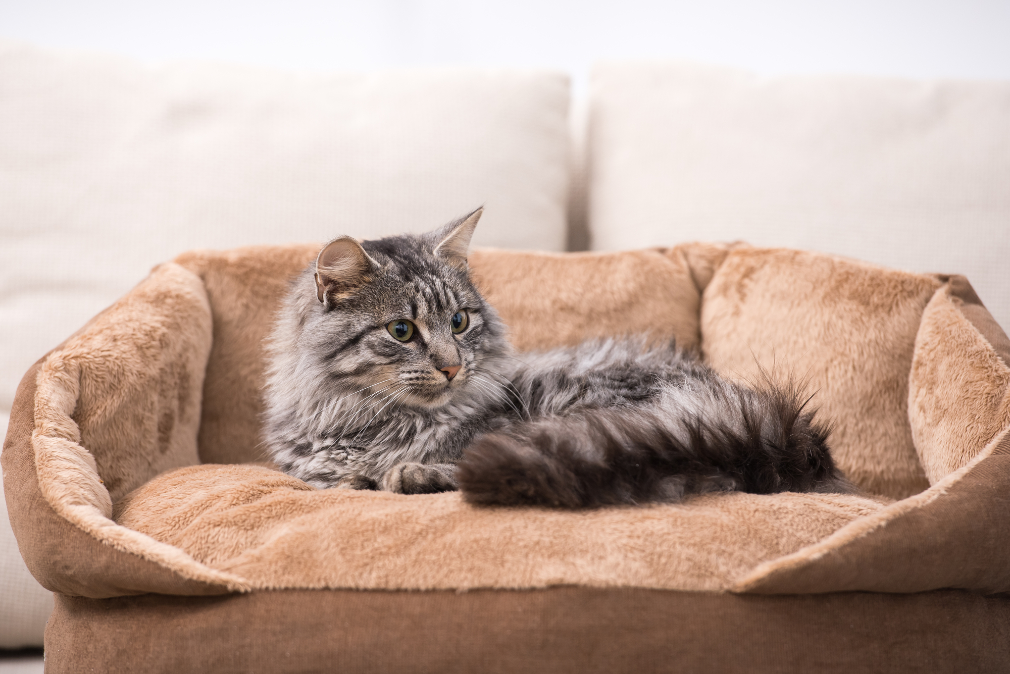 choisir un panier chauffant pour chat