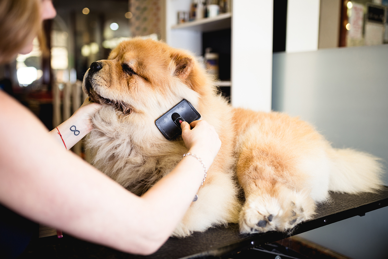 Comment choisir la brosse pour chien ?