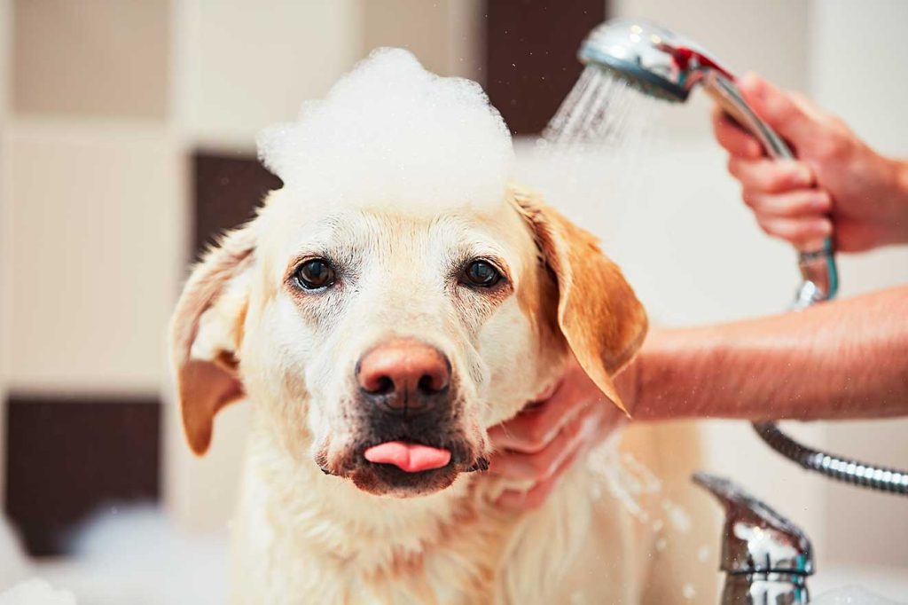 Comment choisir le meilleur shampoing pour chien ?