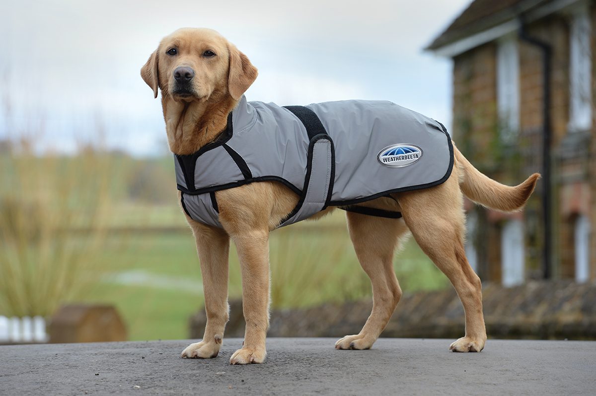 Comment choisir un manteau pour chien ?