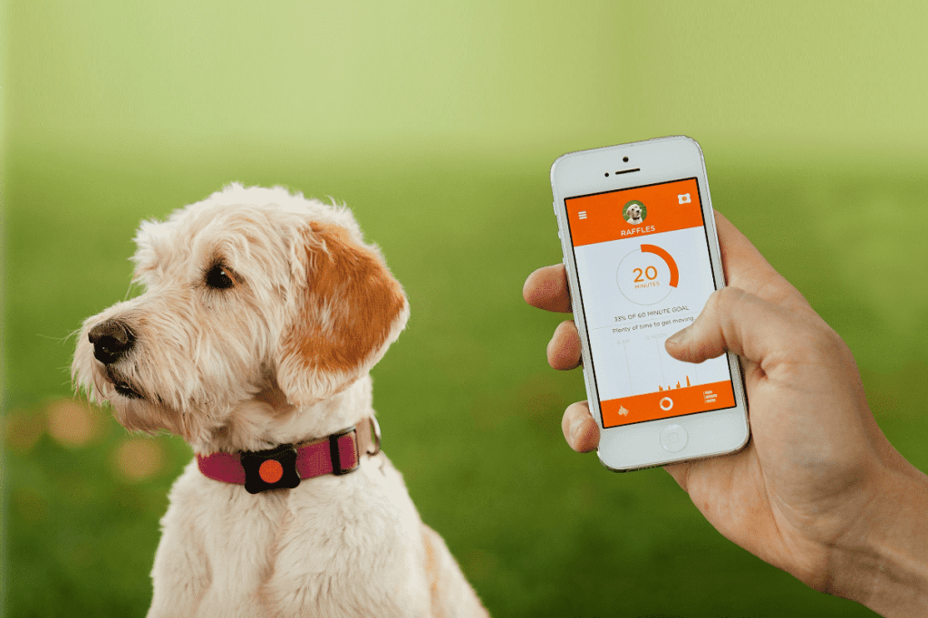 Comment choisir un traceur GPS pour chien ?