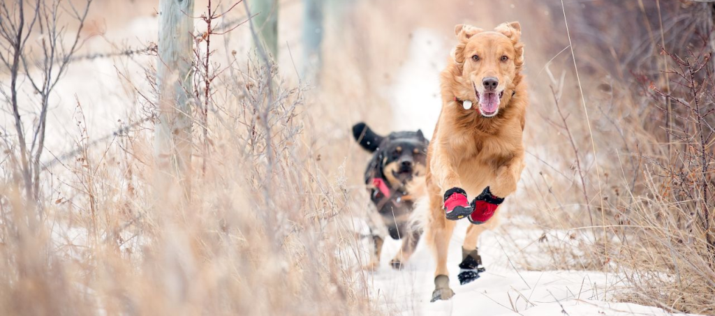 Comment choisir une chaussure pour chien ?