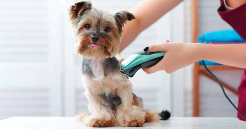 La tondeuse pour chien avec ou sans fil ?