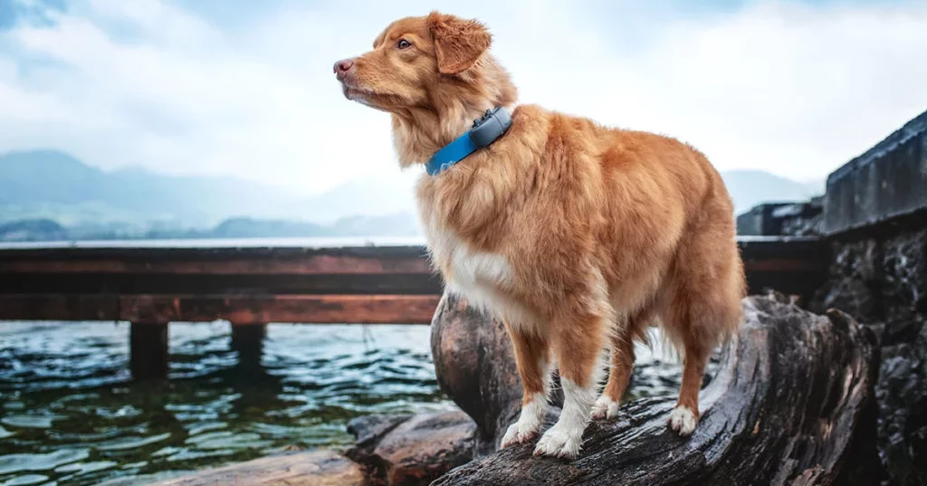 Le traceur GPS pour chien sans/avec abonnement inclus