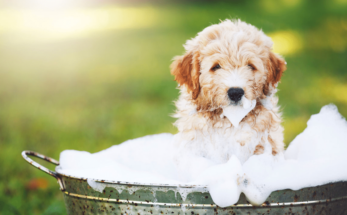 Pourquoi acheter un shampoing pour chien ?