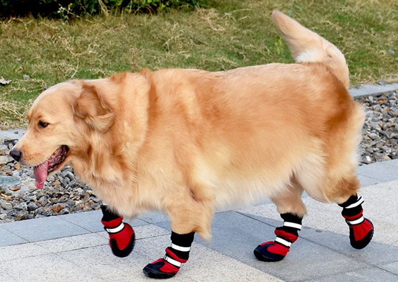 Quand mettre la chaussure pour chien ?