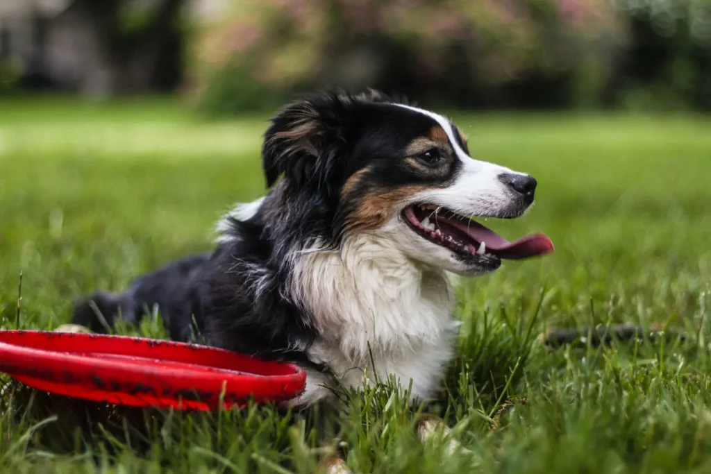 Comment choisir le frisbee pour chien ?