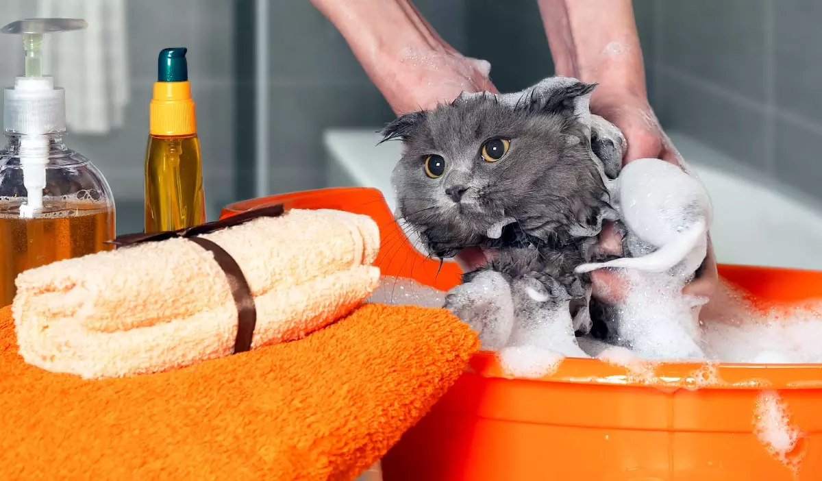 Comment choisir un shampoing pour chat ?