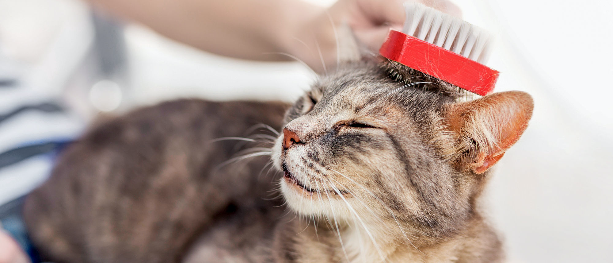 Comment choisir une brosse anti-puce ?