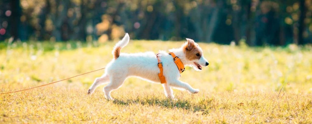 Comment choisir une longe pour chien ?