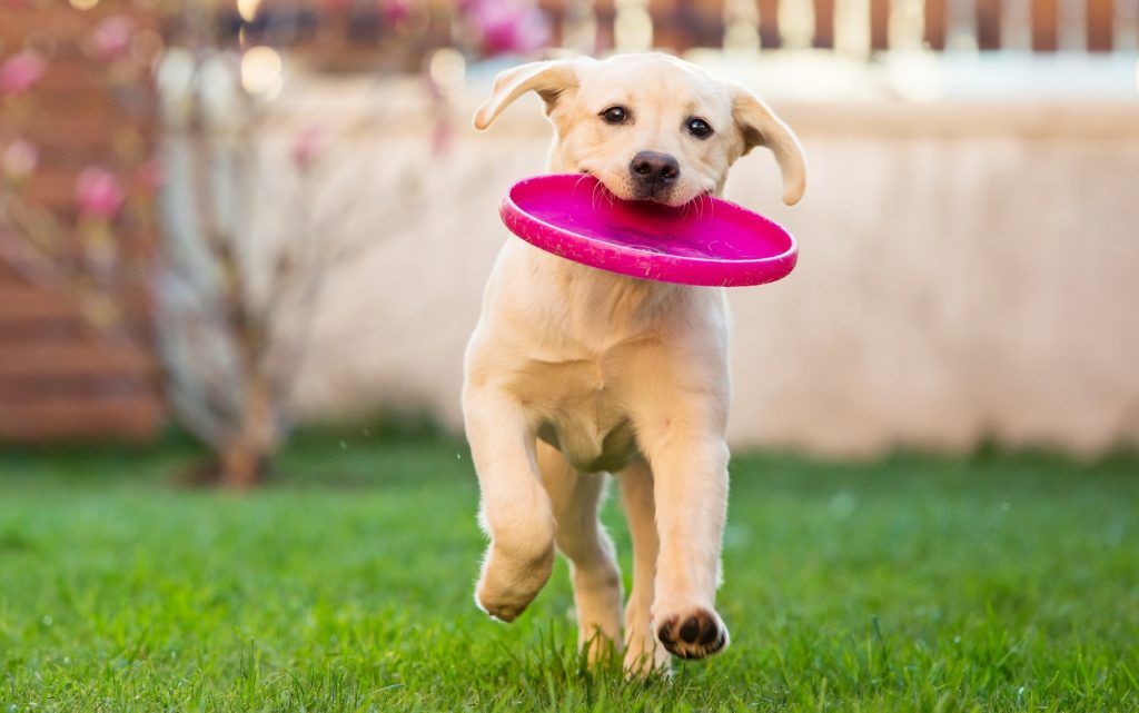 Pourquoi acheter un frisbee pour chien