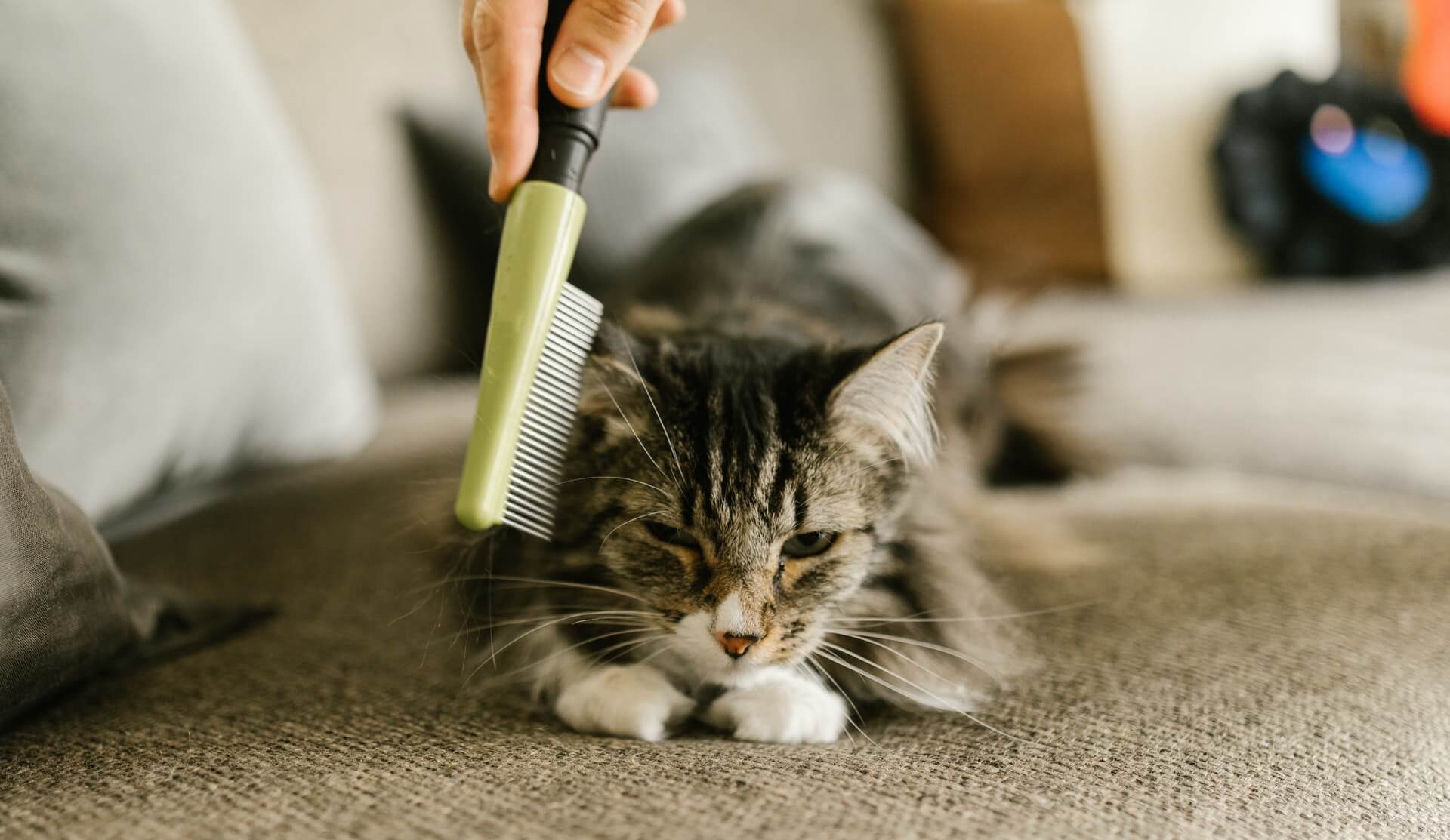 Pourquoi acheter une brosse anti-puce ?