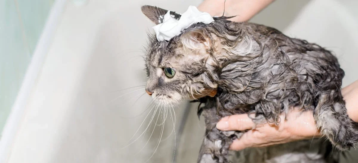 Pourquoi est-il indispensable d’avoir un shampoing pour chat ?